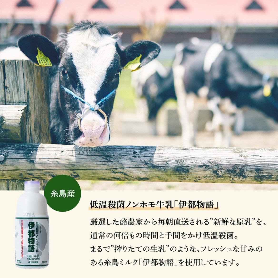 糸島チーズケーキ4号