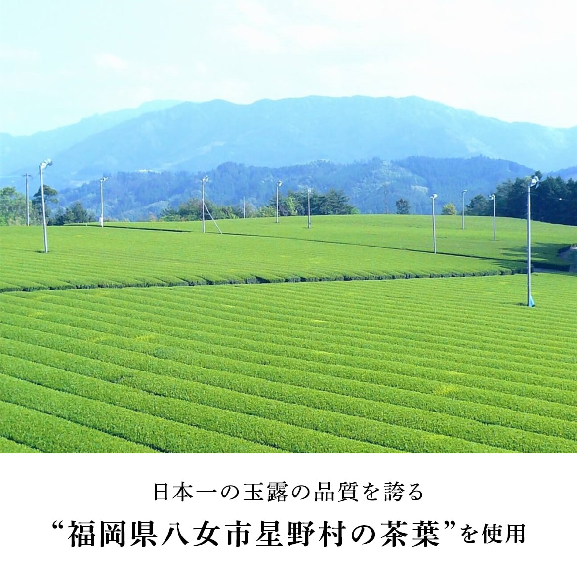 一番茶テリーヌ